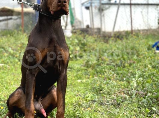 Kızıl A Secereli Doberman Yavrusu Eğitimli görsel