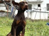 Kızıl A Secereli Doberman Yavrusu Eğitimli