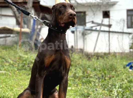Kızıl a secereli doberman yavrusu eğitimli