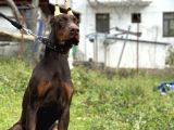 Kızıl A Secereli Doberman Yavrusu Eğitimli