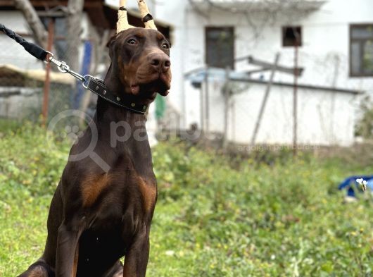 Kızıl A Secereli Doberman Yavrusu Eğitimli görsel