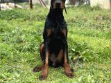 Secereli Erkek Dişi Doberman Yavruları
