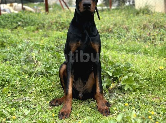 Secereli Erkek Dişi Doberman Yavruları görsel