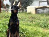 Secereli Erkek Dişi Doberman Yavruları