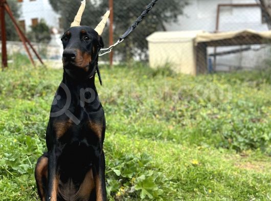 Secereli Erkek Dişi Doberman Yavruları görsel