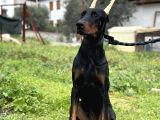 Secereli Erkek Dişi Doberman Yavruları