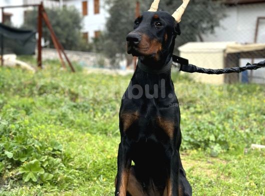 Secereli erkek dişi doberman yavruları