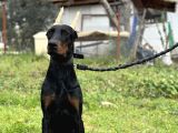 Secereli Erkek Dişi Doberman Yavruları