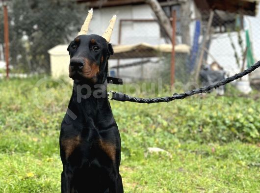 Secereli Erkek Dişi Doberman Yavruları görsel