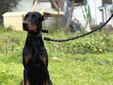 Secereli Erkek Dişi Doberman Yavruları
