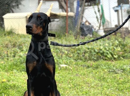 Secereli Erkek Dişi Doberman Yavruları görsel
