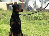 Secereli Erkek Dişi Doberman Yavruları