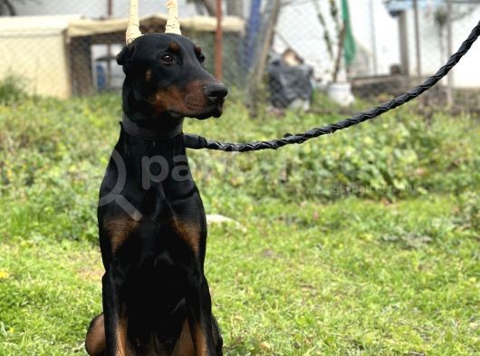 Secereli Erkek Dişi Doberman Yavruları görsel