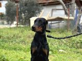 Secereli Erkek Dişi Doberman Yavruları