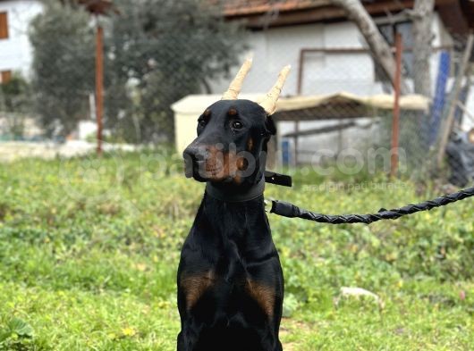 Secereli Erkek Dişi Doberman Yavruları görsel