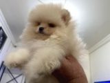 Petmode Köpek Çiftliğinden Pomeranian Yavrularımız