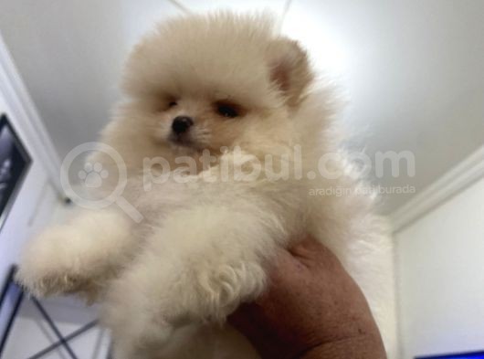 Petmode Köpek Çiftliğinden Pomeranian Yavrularımız görsel
