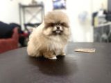 Petmode Köpek Çiftliğinden Pomeranian Yavrularımız