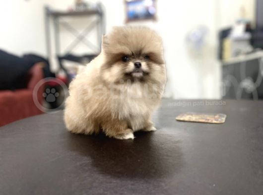 Petmode Köpek Çiftliğinden Pomeranian Yavrularımız görsel