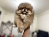 Petmode Köpek Çiftliğinden Pomeranian Yavrularımız