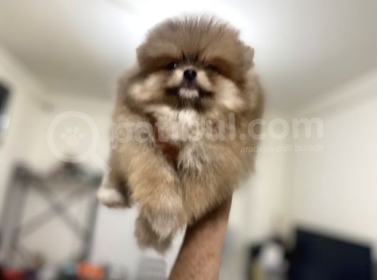 Petmode Köpek Çiftliğinden Pomeranian Yavrularımız görsel