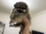 Petmode Köpek Çiftliğinden Pomeranian Yavrularımız