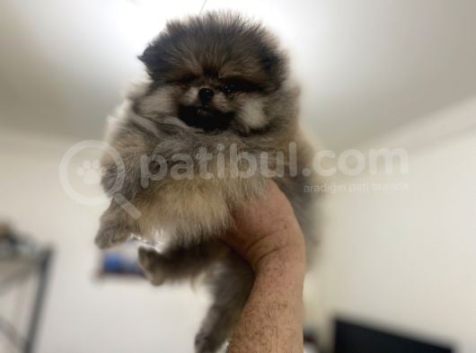 Petmode Köpek Çiftliğinden Pomeranian Yavrularımız görsel