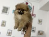 Petmode Köpek Çiftliğinden Pomeranian Yavrularımız