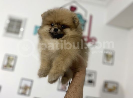 Petmode Köpek Çiftliğinden Pomeranian Yavrularımız görsel