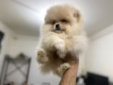 Petmode Köpek Çiftliğinden Pomeranian Yavrularımız
