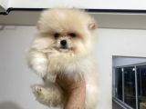 Petmode Köpek Çiftliğinden Pomeranian Yavrularımız