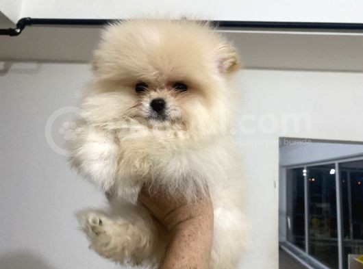 Petmode Köpek Çiftliğinden Pomeranian Yavrularımız görsel
