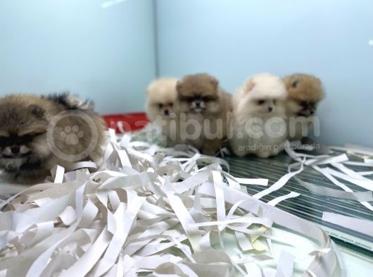 Petmode Köpek Çiftliğinden Pomeranian Yavrularımız görsel