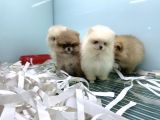 Petmode Köpek Çiftliğinden pomeranian yavrularımız