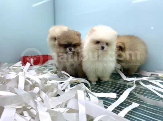 Petmode Köpek Çiftliğinden Pomeranian Yavrularımız