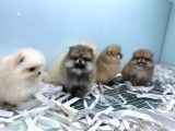 Petmode Köpek Çiftliğinden Pomeranian Yavrularımız