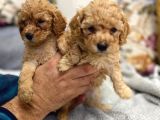 Petmode Köpek Çiftliğinden Apricot Toy Poodle Yavrularımız