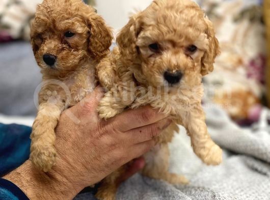 Petmode Köpek Çiftliğinden Apricot Toy Poodle Yavrularımız görsel