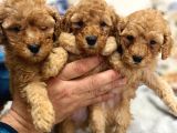 Petmode Köpek Çiftliğinden Apricot Toy Poodle Yavrularımız