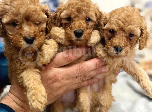Petmode Köpek Çiftliğinden Apricot Toy Poodle Yavrularımız görsel