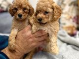 Petmode Köpek Çiftliğinden Apricot Toy Poodle Yavrularımız