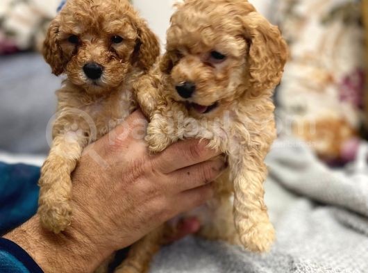Petmode Köpek Çiftliğinden Apricot Toy Poodle Yavrularımız görsel