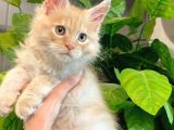 XL Maine vcoon Yavrular