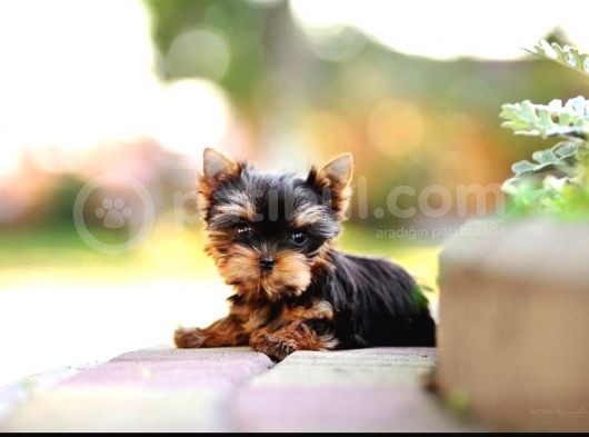Petmode Köpek Çiftliğinden Tea Cup Yorkshire Yavrumuz görsel