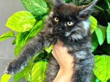 Xl Maine Vcoon Yavrular