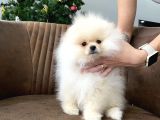 Teddy Show Sinifi Ai̇leden Safkan Pomerani̇an Boo
