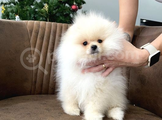Teddy Show Sinifi Ai̇leden Safkan Pomerani̇an Boo görsel