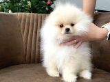 Teddy Show Sinifi Ai̇leden Safkan Pomerani̇an Boo