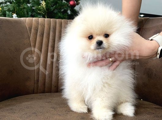 Teddy Show Sinifi Ai̇leden Safkan Pomerani̇an Boo görsel
