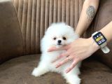 SHOW SINIFI TEDDY FACE MİNİ POMERANİAN BOO KIZIMIZ